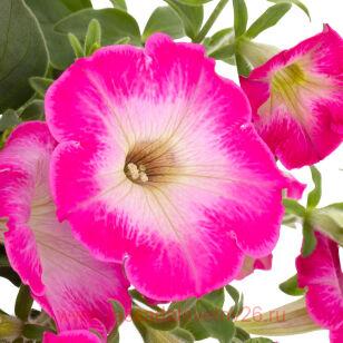 Петуния TEA Rose Morn 47