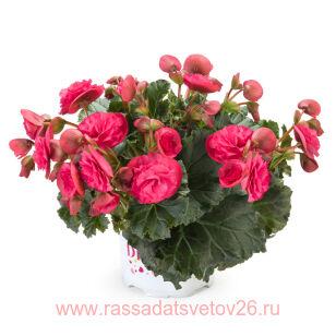 Бегония BK COLLECTION Vermillion Hot Pink 64