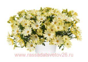 Остеоспермум ампельный Osticade Lemon 65