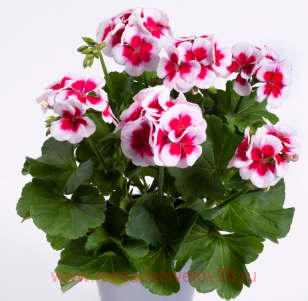 Пеларгония межвидовая TWOinONE White Splash 207