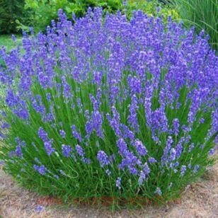 ЛАВАНДА ГИБРИДНАЯ "GROSSO" 22