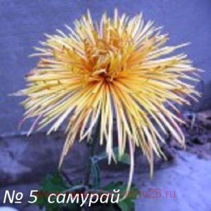 Хризантема Самурай 21г