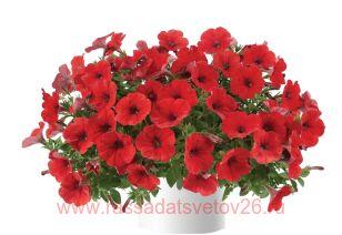 Петуния cappella ruby red 78