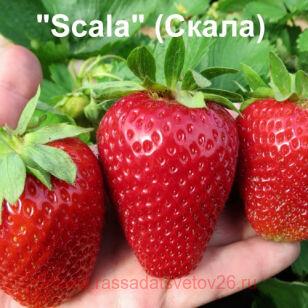 Клубника Скала 29