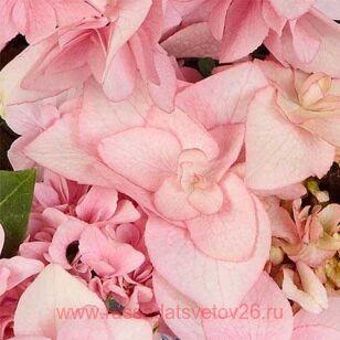 Гортензия крупнолистная Fay Pink 138