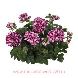 Пеларгония плющелистная Atlantic Burgundy Star 100