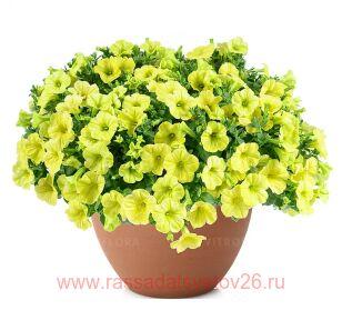 ������� Capella Hello Sunshine 51