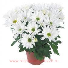 Хризантема горшечная Breeze Snow® 51г