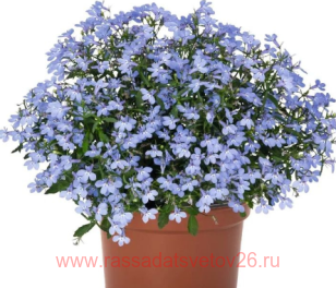 Лобелия Bella Waterloo 7