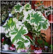 Пеларгония плющелистная Duke of Edinburgh 228