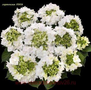 Гортензия крупнолистная Finya 90