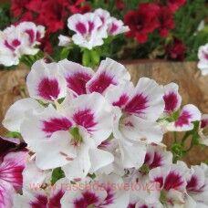 Пеларгония ангел Quantock Rose 120