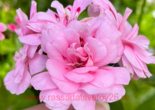 Пеларгония плющелистная Starlight Rose 351
