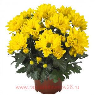 Хризантема горшечная Breeze Sol® 52г