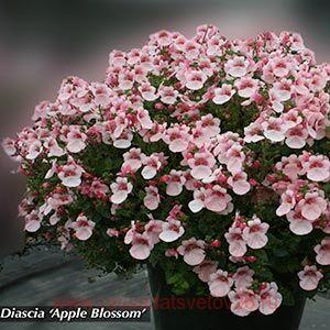 Диасция Darla Appleblossom 2