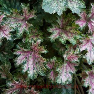 Гейхера Dew Drops 74