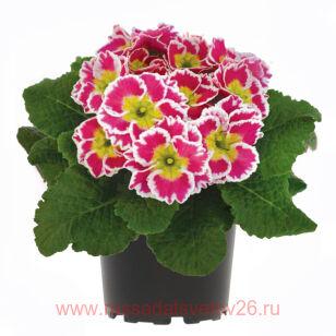 Примула SPECIALS Sweetie 59