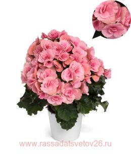 Бегония элатиор Berseba Light Pink® 31