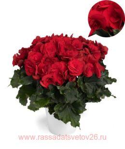 Бегония элатиор Berseba Red 28