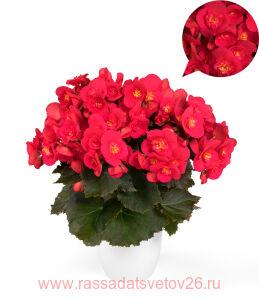 Бегония элатиор Belove Cherry® 25