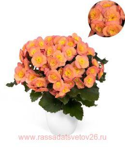 Бегония элатиор Belove Peach® 26