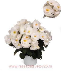 Бегония элатиор Sunny White® 32