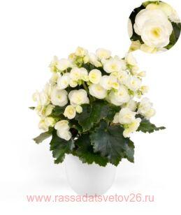 Бегония элатиор Sweeties White® 21