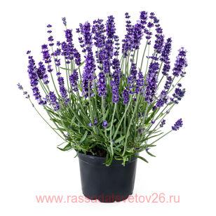 Лаванда Aromance Blue 11
