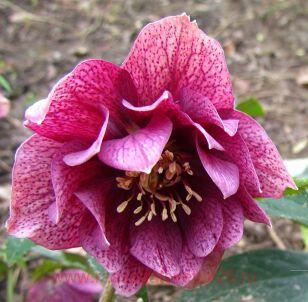 Морозник Double Dark Red Rose 5