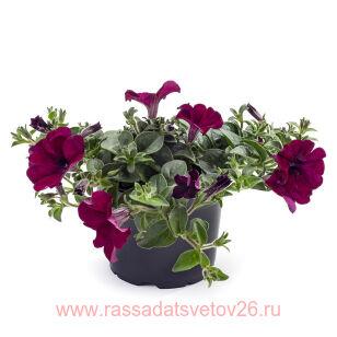Петуния TEA Purple/ Petn 13