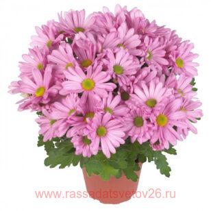 Хризантема горшечная Breeze Sweet® 53г