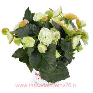 Бегония BK COLLECTION Frivola White/Beel 19