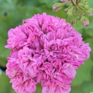 Пеларгония Ю Диско 418