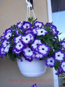  famous fayence violet 87