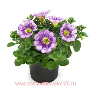 Петуния ТЕА PTUP 43