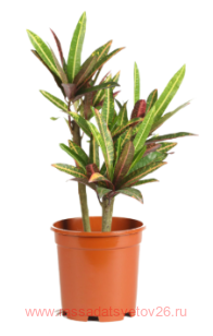 ������� Codiaeum Excurrens 22