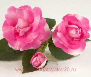 Бальзамин Musica Bicolor Pink 8