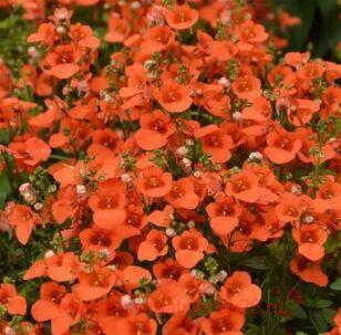 Диасция ELFJES XXL Orange 5