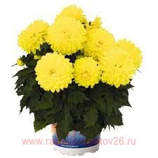 Георгина Hypnotica Yellow 23