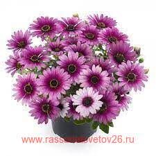 Остеоспермум Sunny Compact Haylie 24