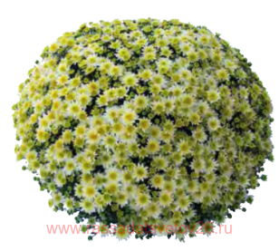 ���������� ����������� Borealie Pistache 26