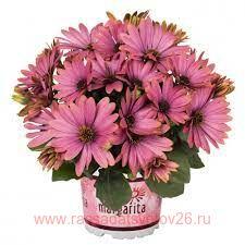 Остеоспермум Margarita Bronze Flare 25