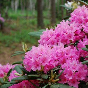 Рододендрон вечнозеленый Гаага (Haaga) 12