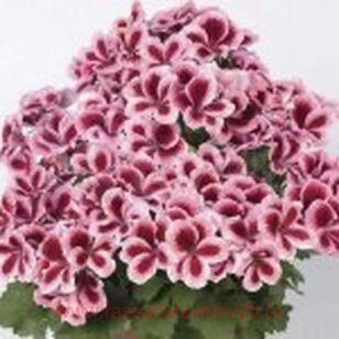 Королевская пеларгония Aristo Strawberry Cream 89