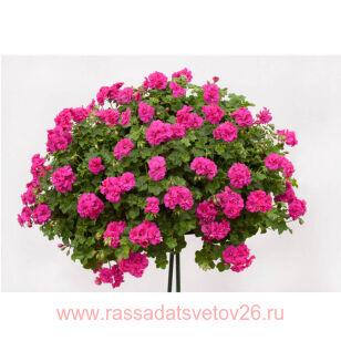 ���������� ������������ big5 neon pink 18