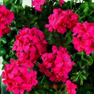 Пеларгония межвидовая BIG EEZE FUCHSIA BLUE 90