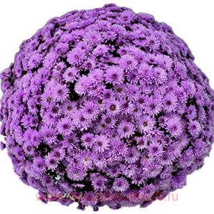 Хризантема мультифлора Branfountain PURPLE 8