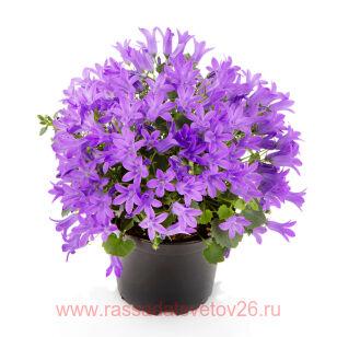 КАМПАНУЛА CAMPALA NINA 49