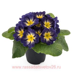Примула SISKA Blue-Yellow 55