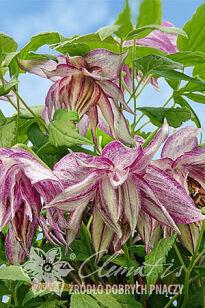 Клематис княжик 'Pink Surprise' 77